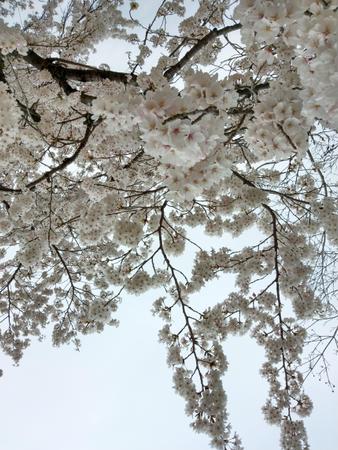 1300gの赤ちゃんを産みました。その子育ての経験と知恵をお伝えします。