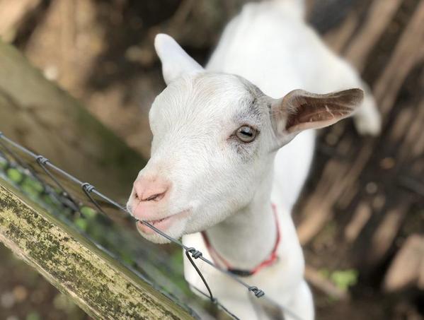 動物関連、医療関連の記事のライティング等(価格は相談してください)