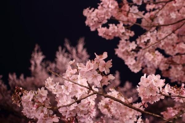 検索可能範囲の資料を元に制作できるものであればテーマを選ばず執筆可能