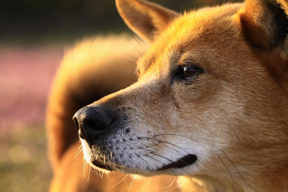 犬・猫などペットの出張写真撮影