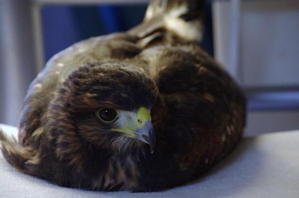 鳥類、猛禽類に関する全般