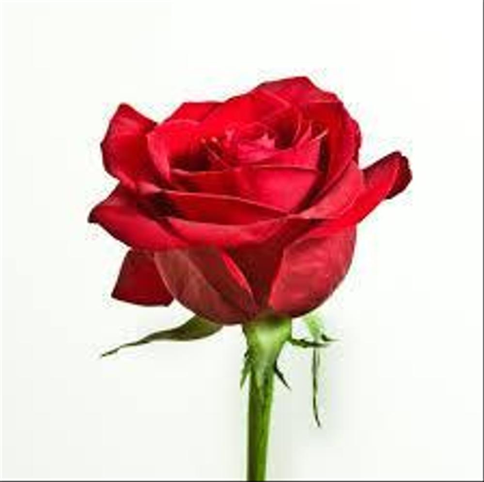 ホームページ製作