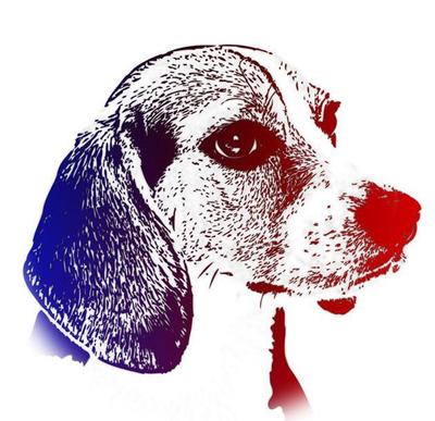 犬01