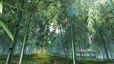 竹林