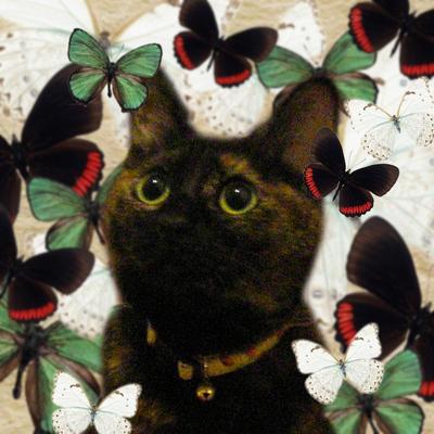 猫と蝶2