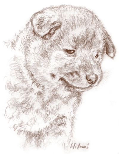 柴犬の鉛筆イラスト　仔犬の顔