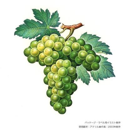 マスカット（天面ラベル用に制作）