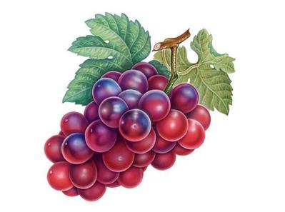 GRAPE　グレープ（天面ラベル用に制作）