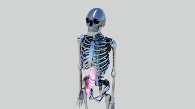 3Dプリンター用データ作成　人骨モデル