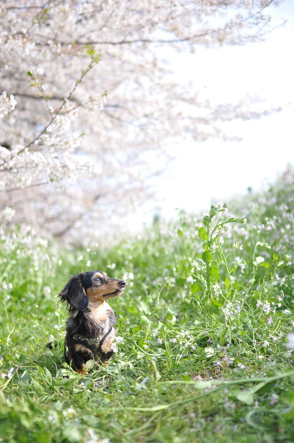 ペット写真１