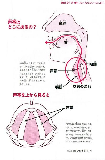 解剖図簡易イラスト