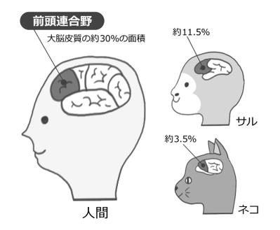 挿絵／脳の比較