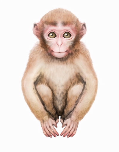 猿のイラスト素材