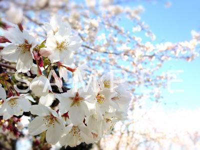 桜撮影
