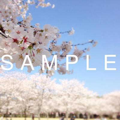 桜撮影２