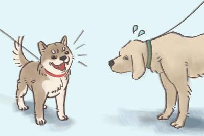 柴犬のイラスト