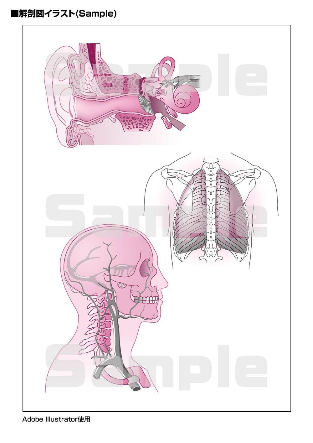 医療系解剖図サンプルイラスト