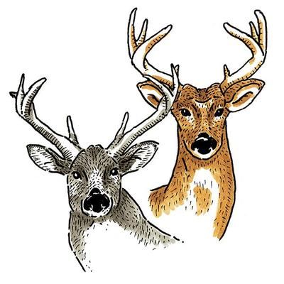 イラストレーション