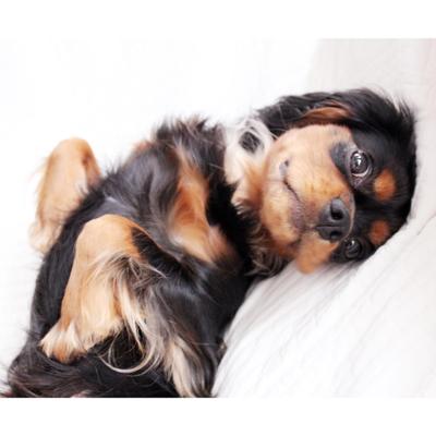 愛犬のフォトシューティング