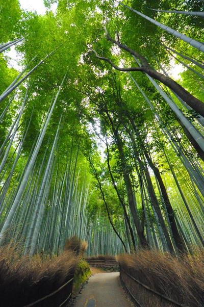 竹林の道