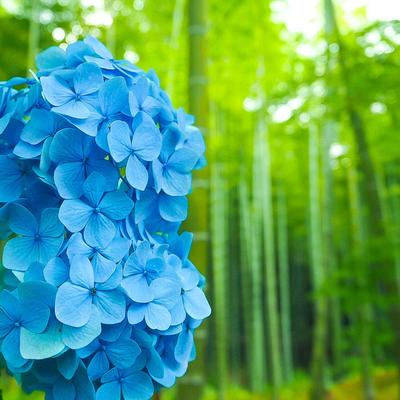 紫陽花