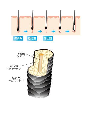 髪の毛の構造等の図イラスト