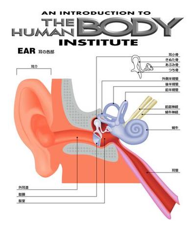 耳の各部