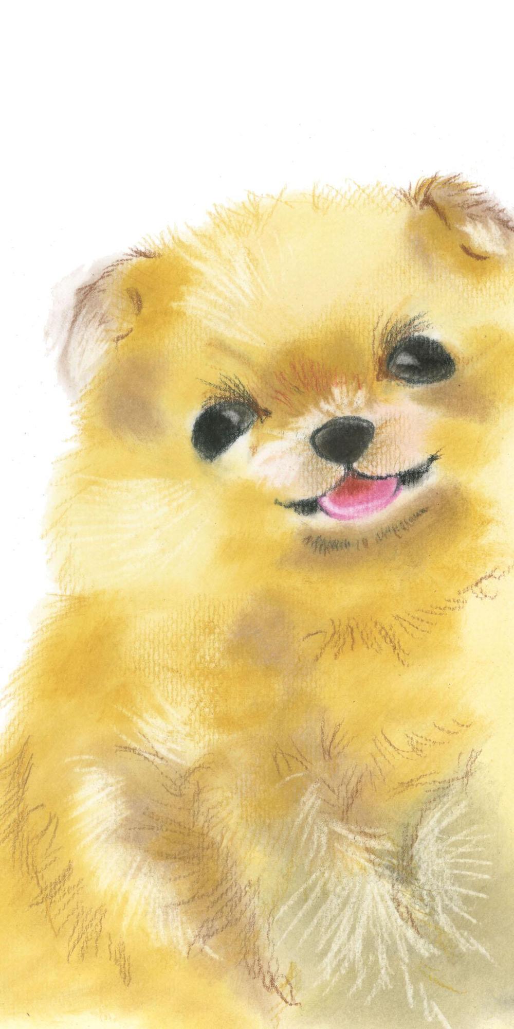 ドローイング 犬 ポメラニアン 動物 原画 パステル画 イラスト