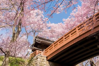 風景（高遠城址公園の桜）