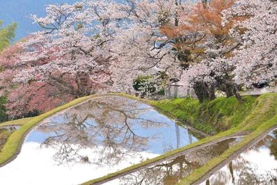 風景（水田に映る桜・三重県津市）