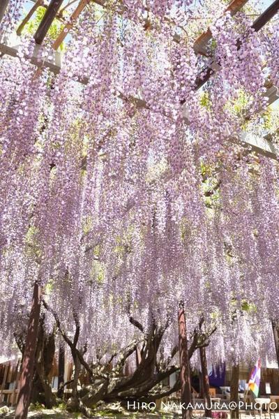 風景（藤棚・三重県亀山市）