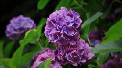 風景撮影 01 「紫陽花」