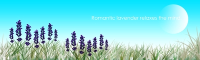 Romantic lavender