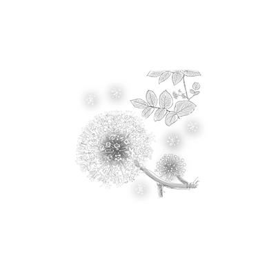 ウド