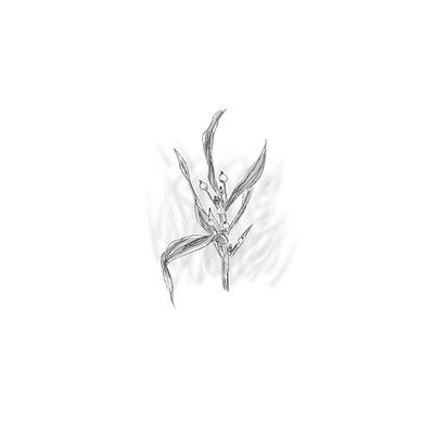 ハトムギ