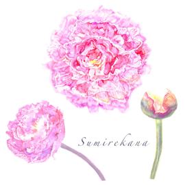 Peony