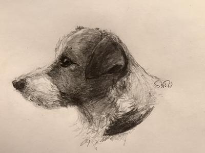 犬の横顔　(ジャックラッセルテリア)