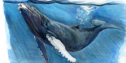 動物手描きイラスト クジラ ポートフォリオ詳細 7013 デザイナー クラウドソーシング ランサーズ