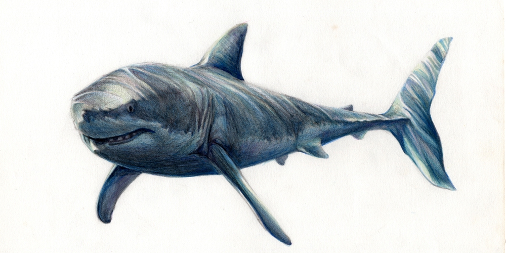 動物手描きイラスト サメ ポートフォリオ デザイナー ランサーズ