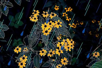「花と雨」