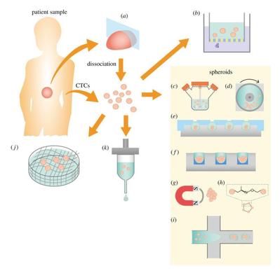 科学論文の挿絵制作