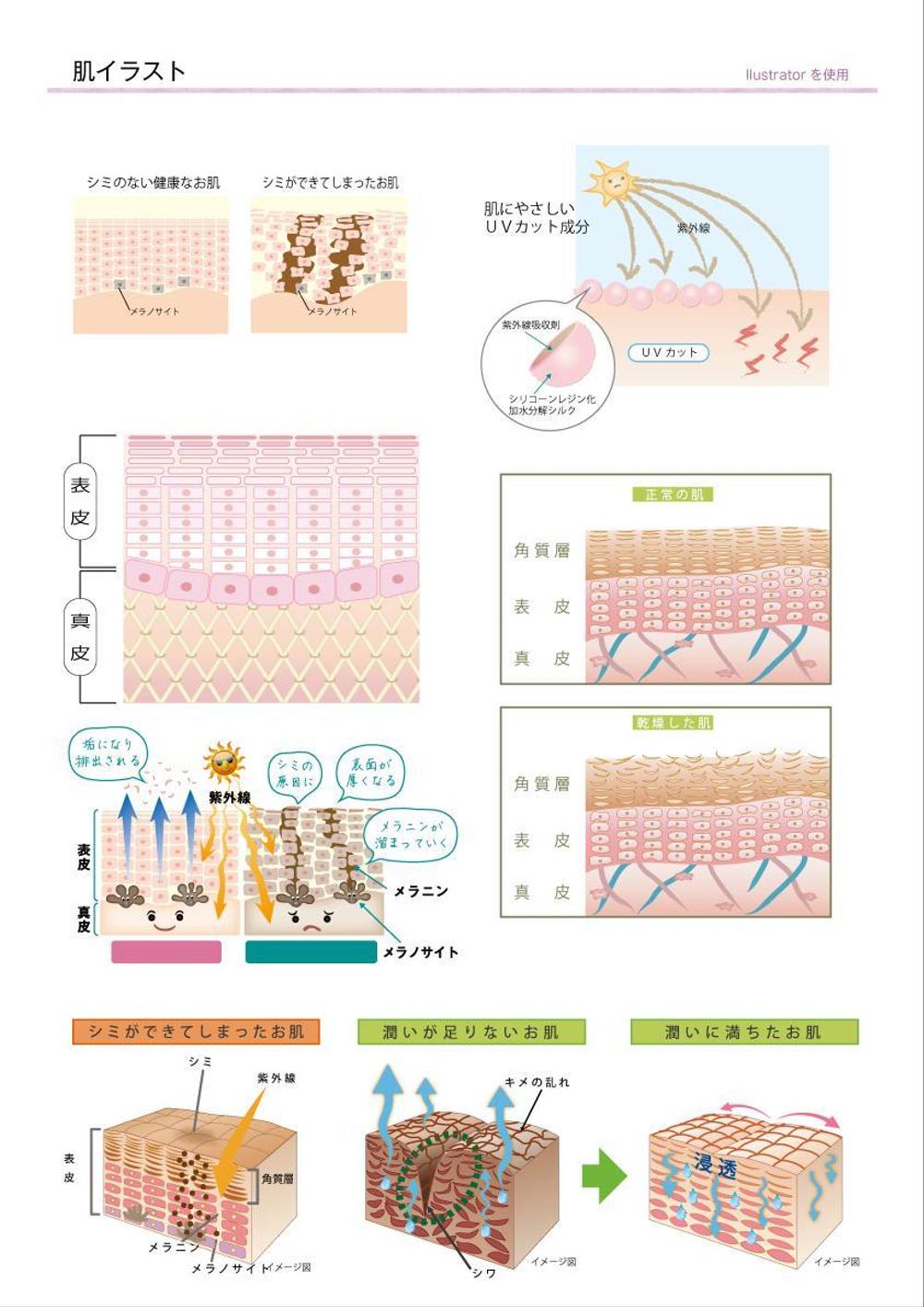 肌イラスト