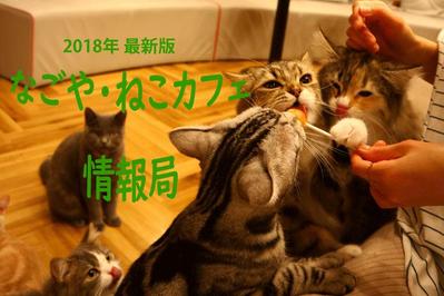 名古屋の猫カフェ