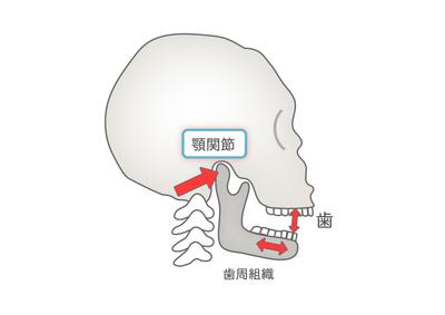 歯科関連の説明図