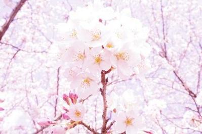 白い桜