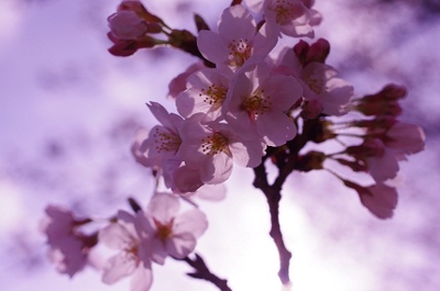 逆光の桜