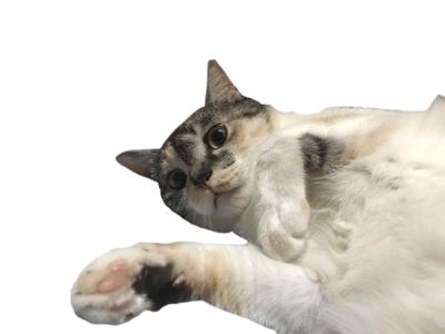 飼い猫の白抜き