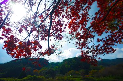 大興善寺の紅葉