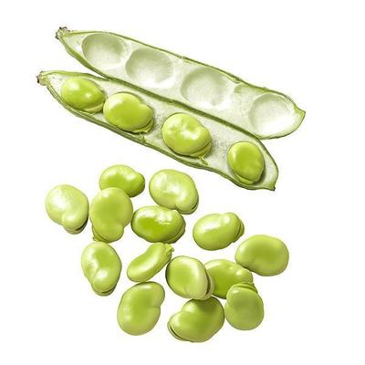 プレミアム「SALAD・サラド」そら豆