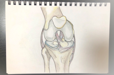 膝関節の解剖イラスト